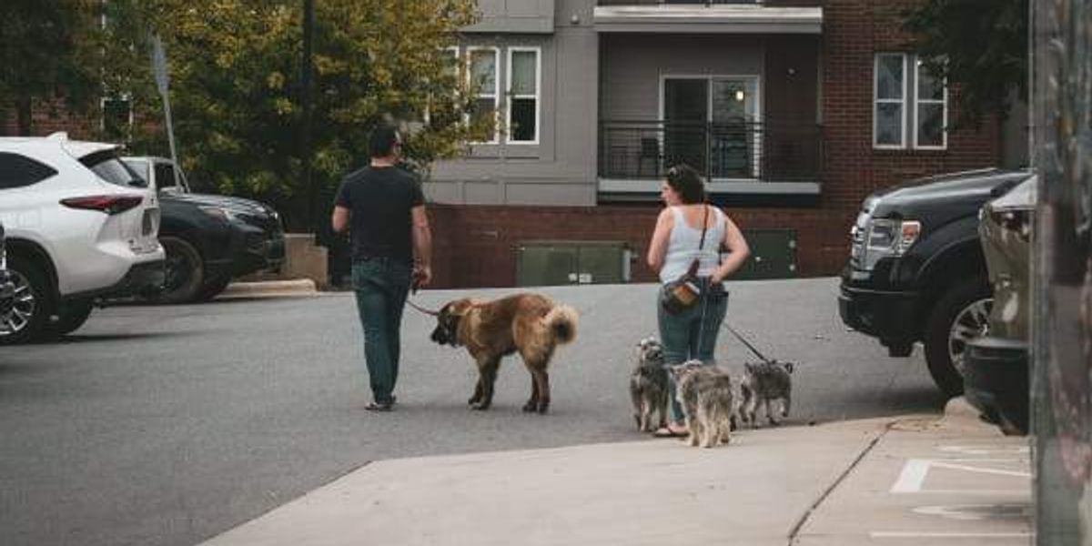 San Antonio had 3rd most pet-friendly Zillow rentals in 2024