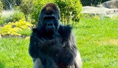 Brookfield Zoo Chicago unveils massive tropical primate habitat