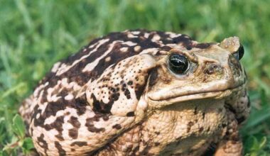 Officials Warn South Texas About Dangerous Toxic Toads