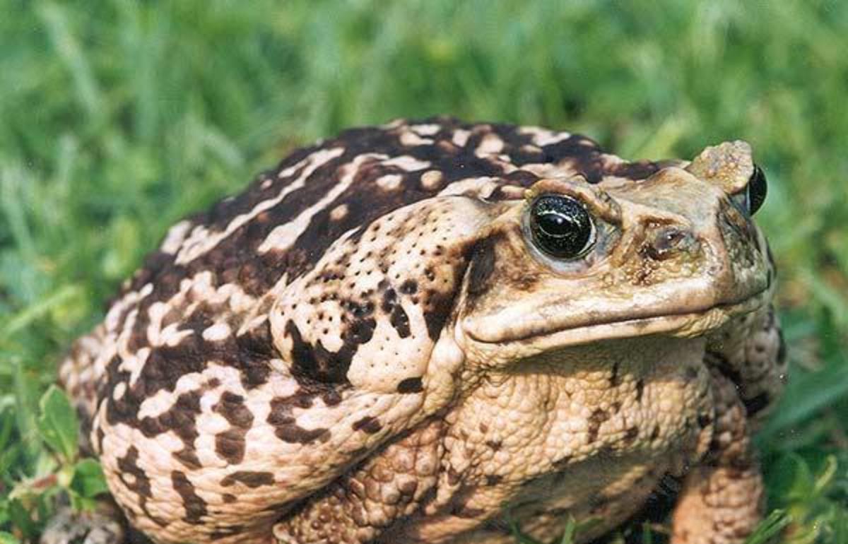 Officials Warn South Texas About Dangerous Toxic Toads