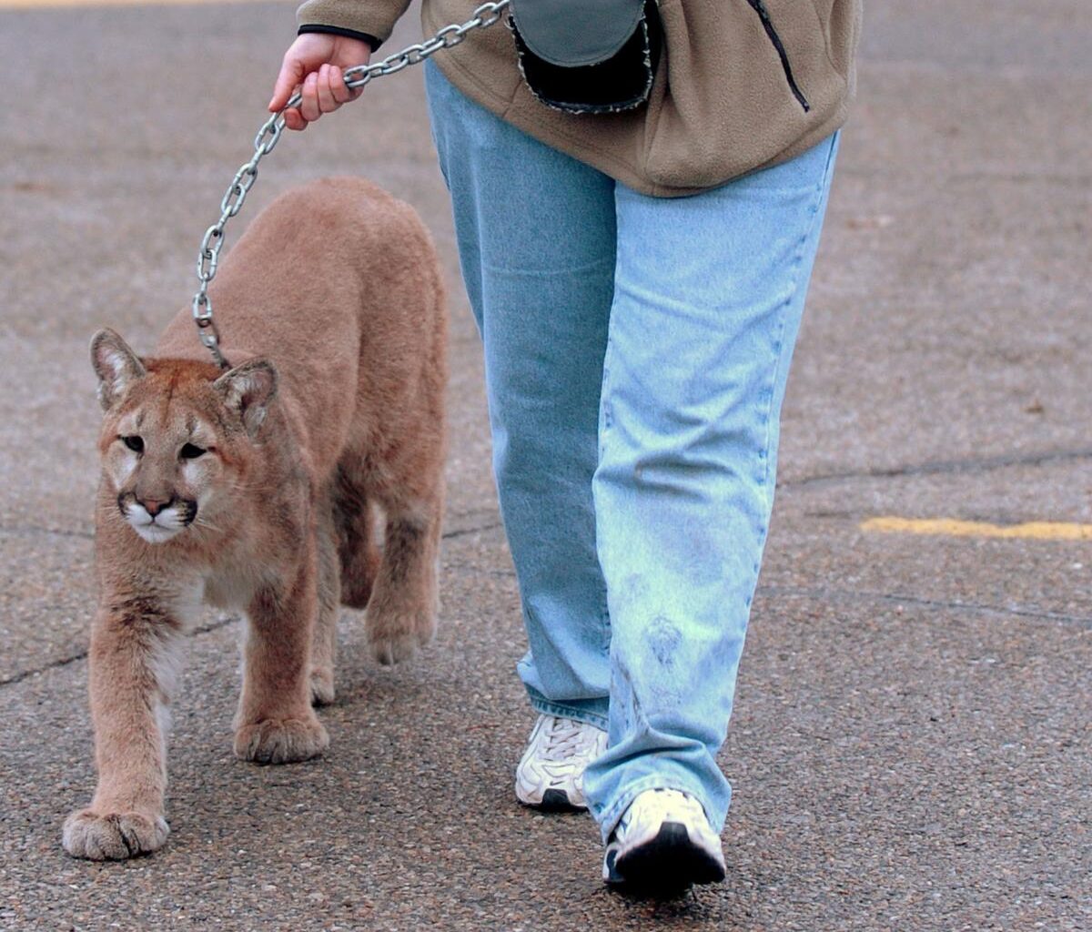 LION on the Loose in Neighborhood in Rochester [PICTURE