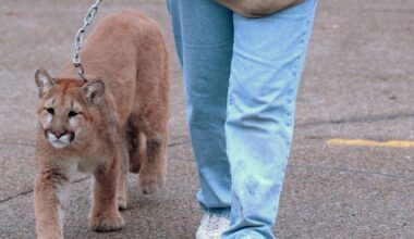 LION on the Loose in Neighborhood in Rochester [PICTURE
