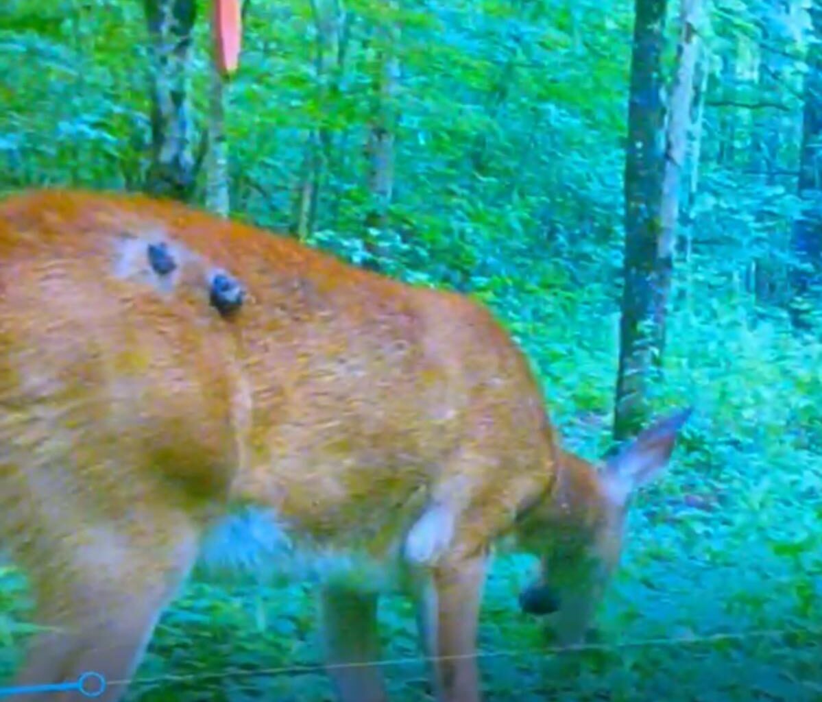 This "FREAKY" Deer Is Wandering In New York State Woods