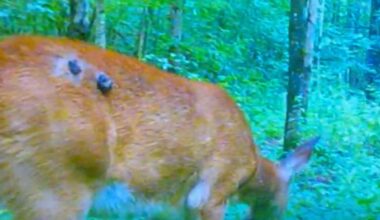 This "FREAKY" Deer Is Wandering In New York State Woods