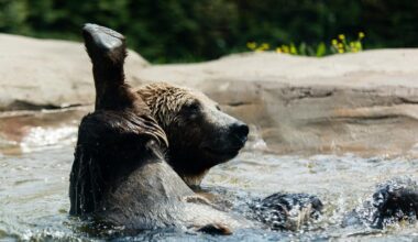 95-Year-Old Man's Backyard Encounter With A Swimming Bear