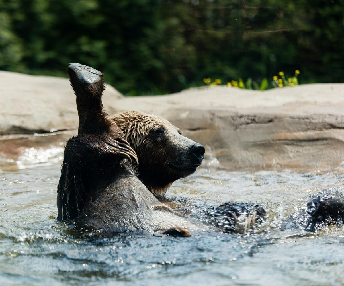95-Year-Old Man's Backyard Encounter With A Swimming Bear