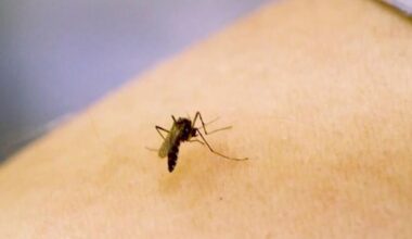 After heavy rain and heat, North Carolina sees a bug boom :: WRAL.com