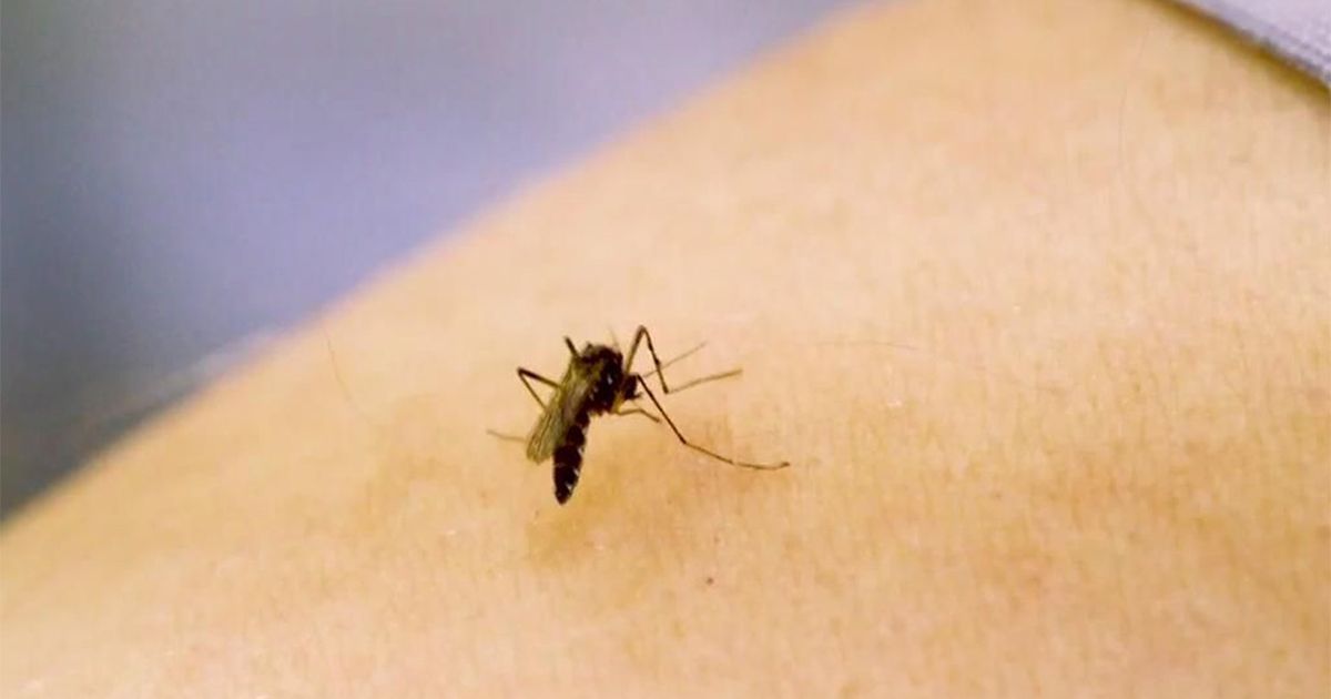 After heavy rain and heat, North Carolina sees a bug boom :: WRAL.com