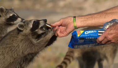 Galveston raccoon colony draws visitors amid safety concerns