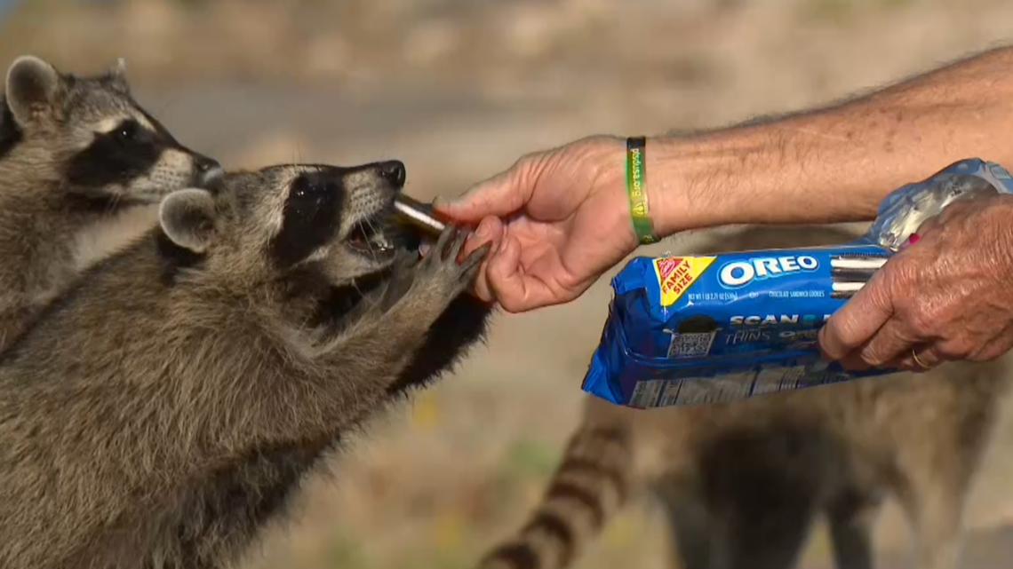 Galveston raccoon colony draws visitors amid safety concerns