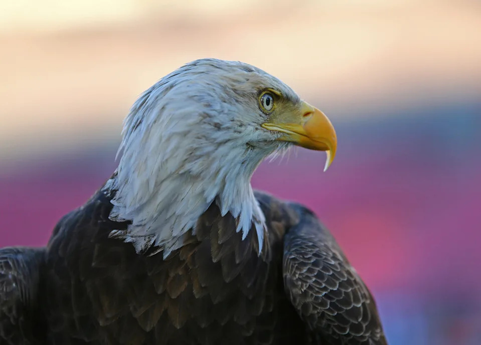 Challenger the bald eagle is handled before the 2017 College Football Playoff National Championship Game.