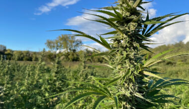 New York cannabis board approves 52 new licenses, pushes total to 1,851