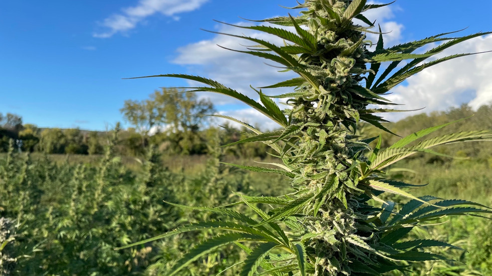 New York cannabis board approves 52 new licenses, pushes total to 1,851