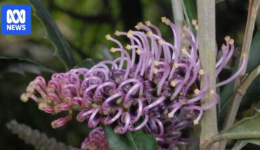 Gardeners recruited to help save critically endangered Tumut grevillea