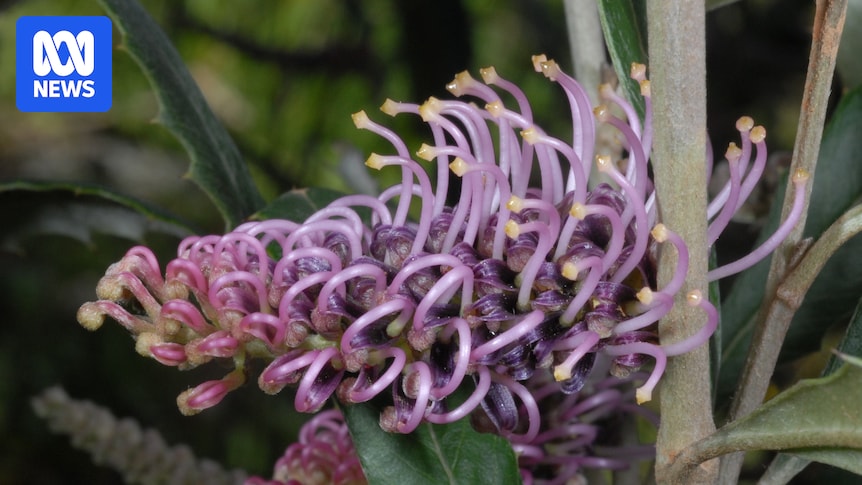 Gardeners recruited to help save critically endangered Tumut grevillea