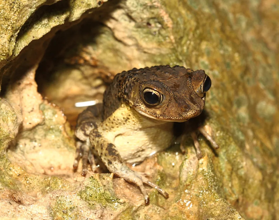 Puerto Rican crested toad
Photo: Puerto Rican Crested Toad Conservancy