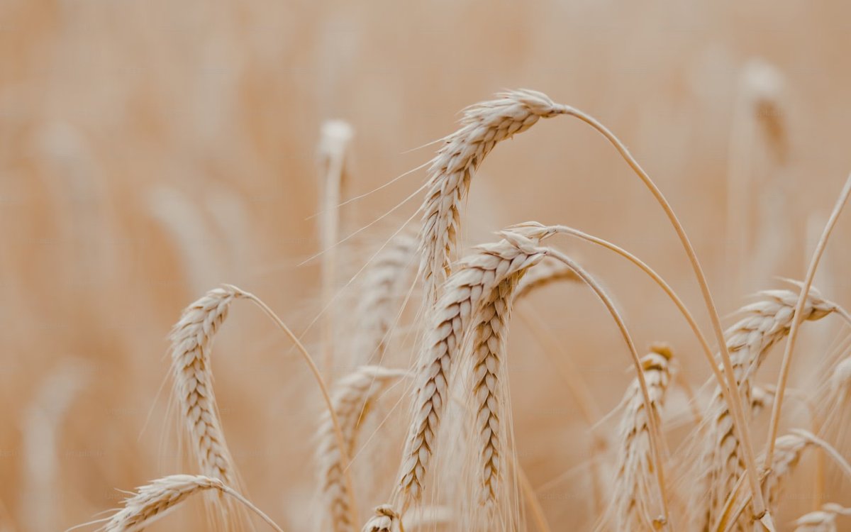 Chinese scientists map genetic resistance to wheat "cancer"
