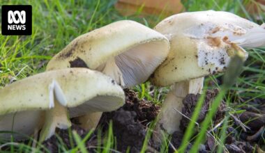 Mushroom foraging tours say Erin Patterson murder trial has raised insurance costs