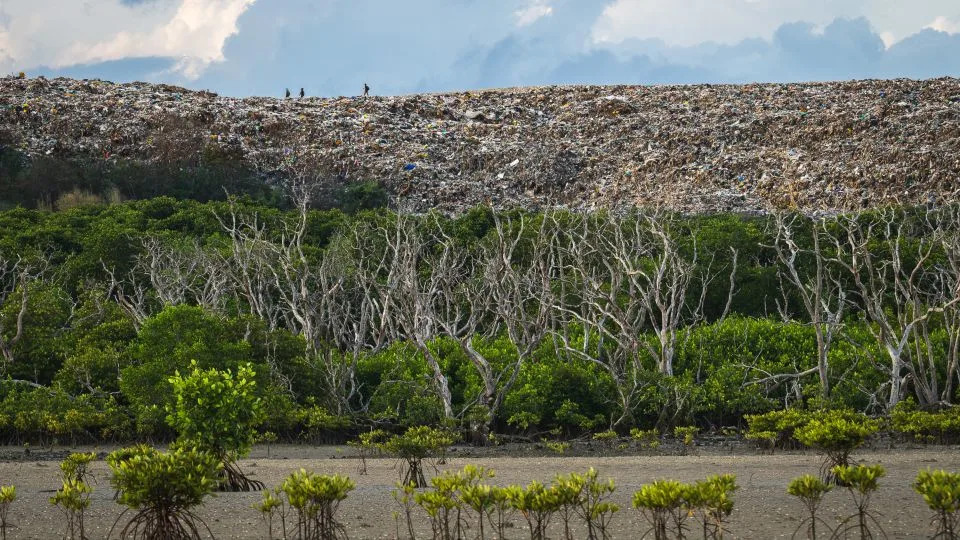 A mountain of trash towers behind a mangrove forest in Bali, Indonesia. - Tom Quinney/Mangrove Photography Awards