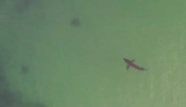 As summer nears peak, great white sharks travel through NH waters
