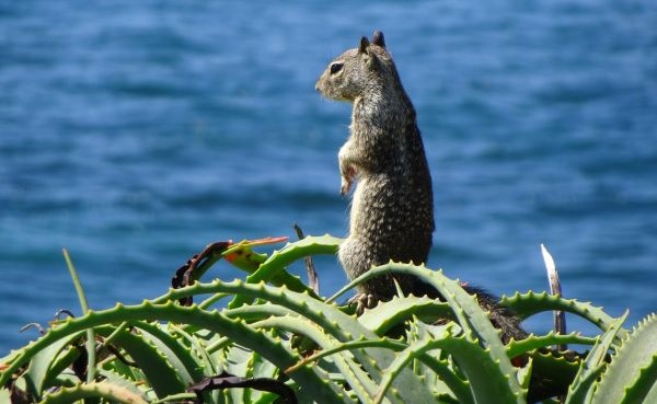 Use of poison to limit squirrel population raises concern in Windansea – San Diego Union-Tribune