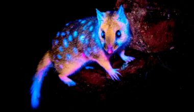 Fascinating Finalists of Tasmania's Science Photography Prize