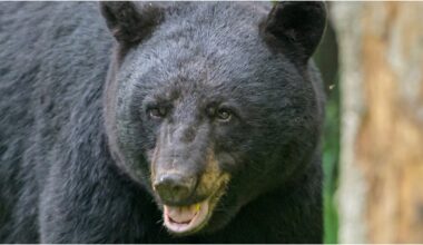 Bear Caught On Video Chasing Wild Horses: WATCH