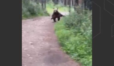 Calgary couple survives ‘frightening’ encounter with grizzly bear