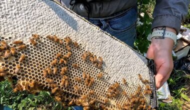 How urban beekeeping is thriving in Chicago neighborhoods
