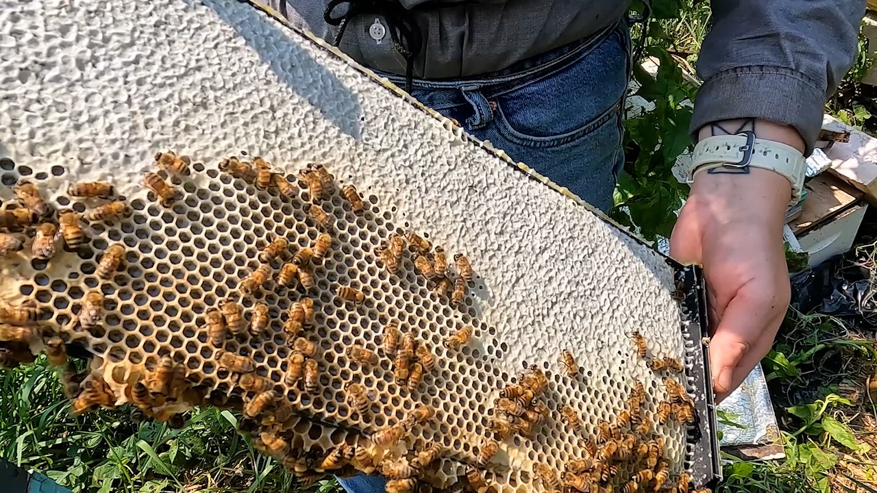 How urban beekeeping is thriving in Chicago neighborhoods