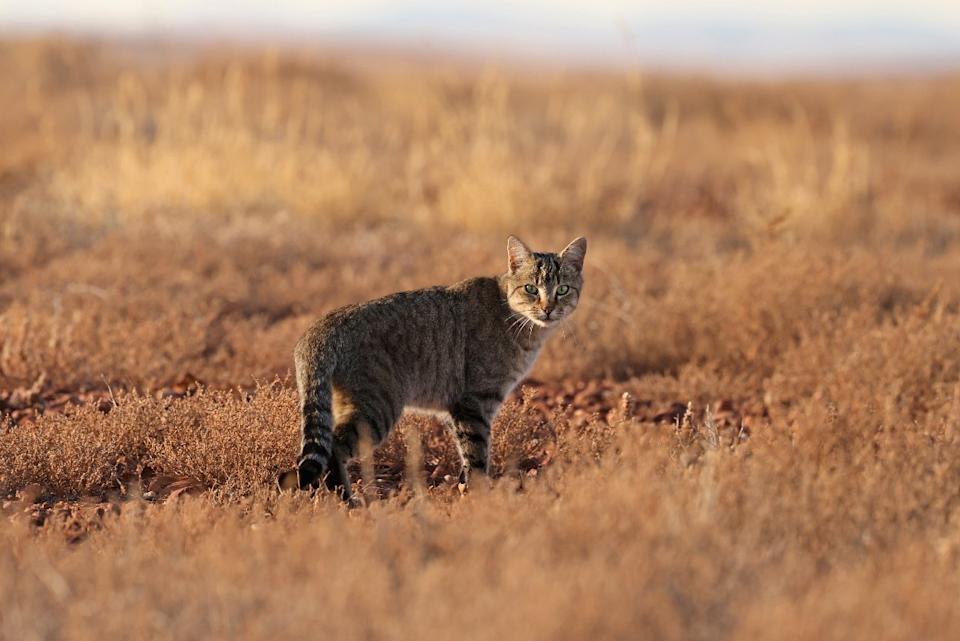 A feral cat in the desert.