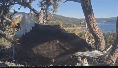 UPDATE: Big Bear Bald eagles return after July 4th fireworks show