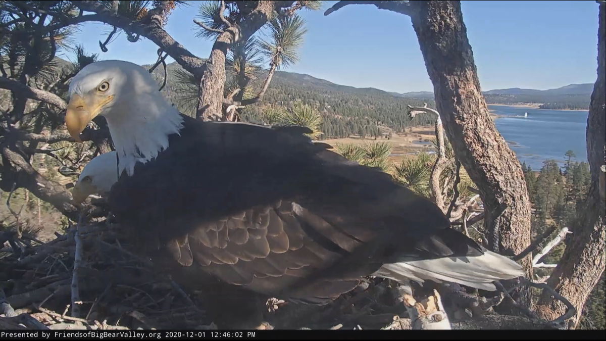 UPDATE: Big Bear Bald eagles return after July 4th fireworks show
