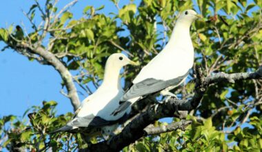 Bird-to-Human Jump by Trichomonas Parasites Illuminated in New Study | Johns Hopkins