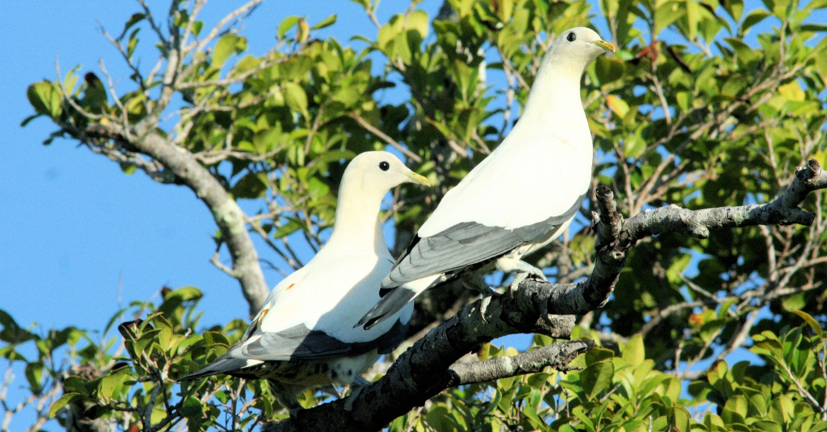 Bird-to-Human Jump by Trichomonas Parasites Illuminated in New Study | Johns Hopkins