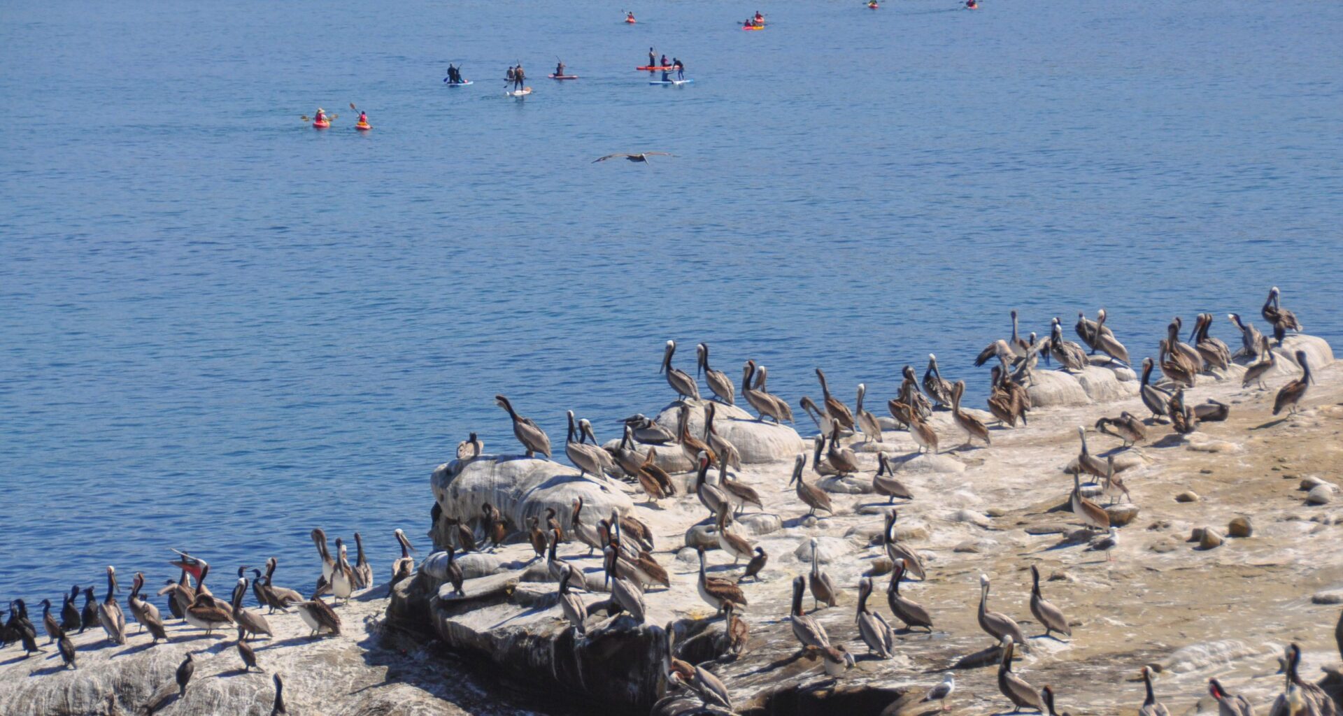 Odors at La Jolla Cove are pungent as ever; City pauses treatments