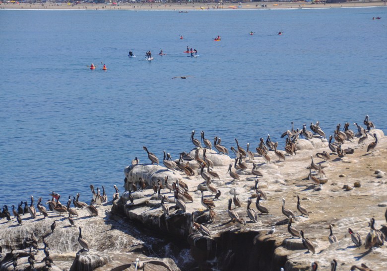 Thousands of birds flock to the bluffs near La Jolla Cove every summer. (Photo by Thomas Melville/La Jolla Village News)