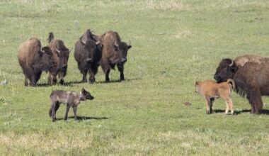 Wolves Go After Bison Calves in Yellowstone (Video)