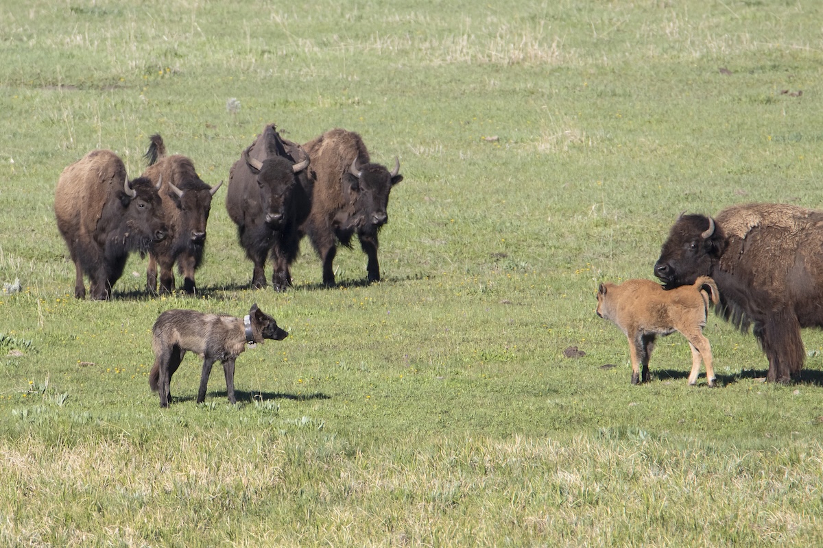 Wolves Go After Bison Calves in Yellowstone (Video)