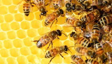 South African honey: A medicinal marvel under threat - BizNews