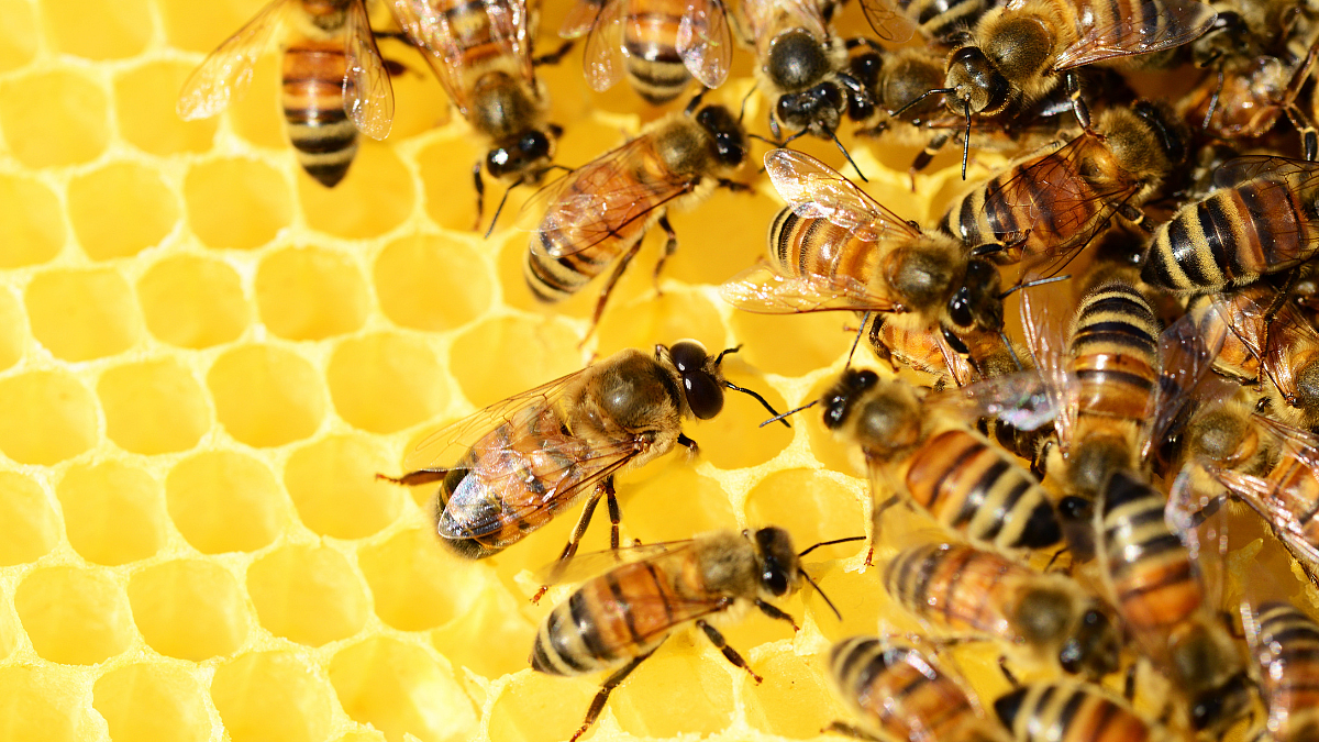 South African honey: A medicinal marvel under threat - BizNews