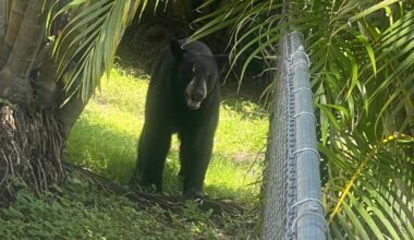 Bear captured along Sunset Vista Drive after wandering near Fort Myers homes