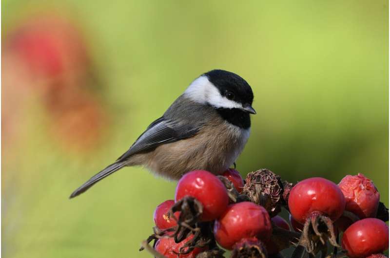 Black-capped chickadee