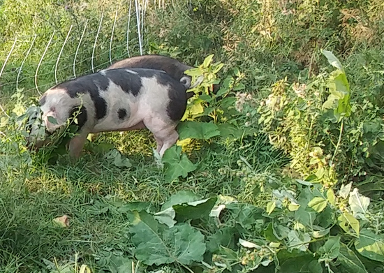 Pigs clear fields of weeds at Blue Dasher Farm. It saves on machinery and labor, and is healthy for the pigs and the people who eat them.