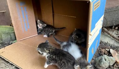 Tips to keep furry felines safe – NBC Los Angeles