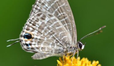 Many Butterflies Have a Second 'Head' – This Could Be Why : ScienceAlert