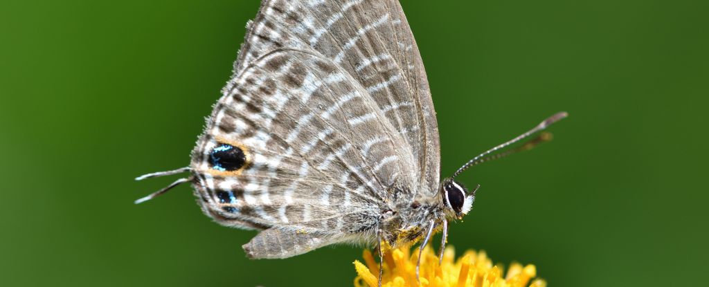 Many Butterflies Have a Second 'Head' – This Could Be Why : ScienceAlert