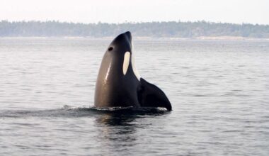 Puget Sound orcas threatened by salmon decline and shrinking protections, conservationists say