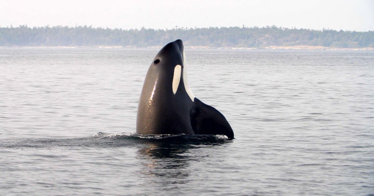 Puget Sound orcas threatened by salmon decline and shrinking protections, conservationists say