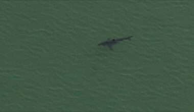 Ipswich's Crane Beach boosts shark monitoring after 2024 sightings